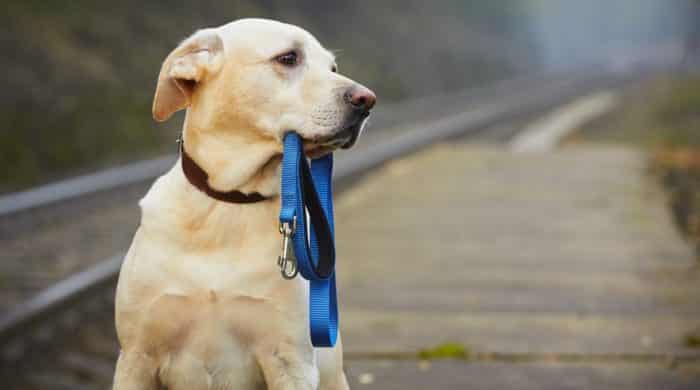 Cómo evitar que tu mascota desaparezca