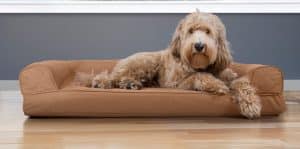 Cómo proteger el tapizado tu sofá de tus mascotas
