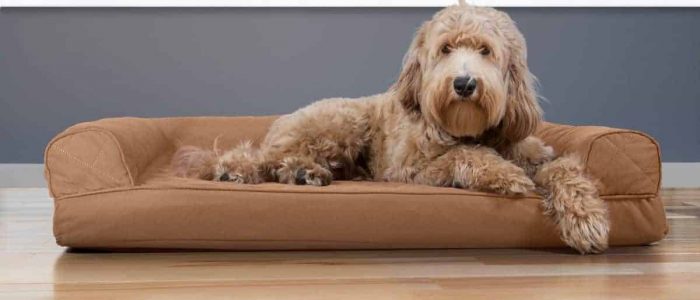 Cómo proteger el tapizado tu sofá de tus mascotas